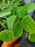 Set of 2 Money Plant Live, Pilea Peperomioides Plants, 4 to 6 Inches Long, Live Money Plant for Garden
