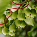 Kiwi Plant Live, Kiwi Berries Plant, Well Rooted Starter, Hardy Kiwi Tree Live Plant, Sweet Kiwi Vine Live Plant, 5-9" Tall