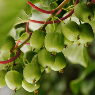 Set 2 Kiwi Plants Live, Well-Rooted Starter Plants, Hardy Kiwi Tree Live Plant, Sweet Kiwi Vine Live Plant, 5-9" Tall