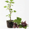 Black Velvet Gooseberry Live Plant, 5-7 Inch Starter Plant in Soil, No Pot - Edible Berry Fruit Shrub, Hardy Outdoor Garden Plant