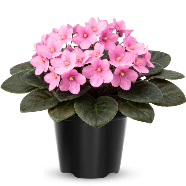 African Violet Live Plant in 4 Inch Pot, Flowering Houseplant, Easy Care Indoor Plant with Vibrant Blooms (Light Pink African Violet)