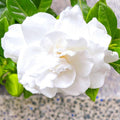 2 Cape Jasmine Plants Live, Frostproof Gardenia Live Plant, Gardenia Plant Live, Live Jasmine Plant Indoor, 3 to 7 Inc Long, Blooming Jasmine Plant Live for Garden, 2 Plants
