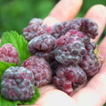 Raspberry Plant Live 6 to 12 Inch Tall, Sweet Raspberry Bush Live Plant Well Rooted Zone 3 to 8 (Purple Raspberry)