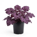 Purple Heuchera Plant Live, Purple Heuchera Coral Bells Live Plant for Gardening Indoor, 4 Inc Pot