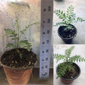 Purple Blue Jacaranda Tree Live Plant Potted, 8 Months Old Jacaranda Mimosifolia Plants for Outdoor Planting, 8 to 10 Inc Tall from Bottom Pot, Well Rooted Seedling