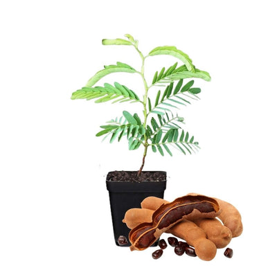 Tamarind Tree Live Plant for Planting, 5 to 8 Inc Tall, Tamarind Plant Outdoors