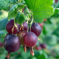 Jeanne Gooseberry Plant Live for Planting, Gooseberry Bush Live Plant 5 to 9 Inch Height, Gooseberry Fruit Tree