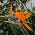 Pack 2 Orange Bird of Paradise Live Plants, 6-10" Tall Well Rooted Starter Plants, No Pot