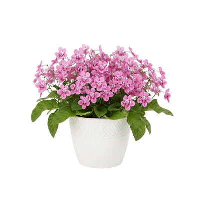 Cherry Ice Streptocarpus Plant Live, Ladyslipper Primrose Flowering Houseplant in 3.25 Inch Pot, Indoor Blooming Plants for Planting, 4-8 Inches
