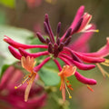 Yellow Pink Honeysuckle Bush Climbing, Honeysuckle Plant Live Vine, Fragrant Lonicera Perennial Bushes Shrubs Potted