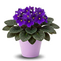 African Violets Plant Live in 4'' Pot, Fast-bloming Indoor Outdoot Flowering Plant with Vibrant Blooms (Blue African Violet)