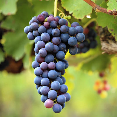 Grape Vine Live Plant 1-2 Year Old, Sweet Grape Plant Live for Growing, Grape Fruit Well Rooted Plant Bareroot (Concord Grape)