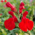 2 Hot Lips Sage Salvia Live Plant Herb in 1 Pot, Bicolor Blooms Salvia Sage Bush, Turn Red on Summer, Sage Shrub Grow Indoors Outdoor, 5 to 10 Inc Tall