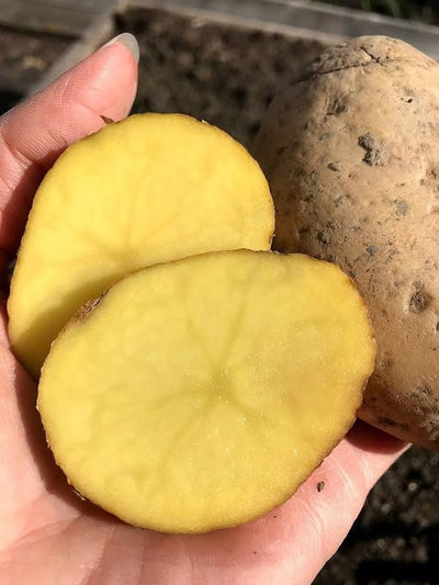 Yukon Potato Seeds, 60 True Potato Seeds Vegetable Heirloom for Growing