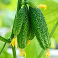 Set 2 Live Cucumber Plants for Planting, Green Cucumber Plants Live for Planting, Vegetable Plants, 4 Inches Pot
