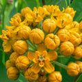 2 Yellow Milkweed Plants Live Butterfly Asclepias Tuberosa, Wildflowers Perennial Bush, Swamp Common Plant, 5-9" in Tall, No Pot