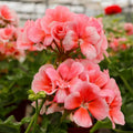 Salmon Geranium Plant in 4 Inch Pot, Flowering Geranium Starter Plant, Outdoor Patio, Balcony or Garden Container Plant