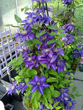Clematis Vine Plant Live for Planting Outdoor, Clematis Plants Live, 4 to 6 Inch Tall, 2.5 Inc Pot, Perennial Fragrant Flowers Plant, Blue Clematis Double Flower