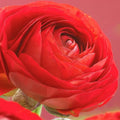 Red Ranunculus Flowers Bulbs for Spring Planting, Perennial Flower Bulbs, Early Spring Flower to Plant Outside, Colorful Blooms Groundcover Bulbs, Top Size