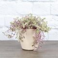 Pink Callisia Repens Succulent Plant, Callisia Repens Plant, Pink Turtle Vine House Plant Indoors Live in 4 Inch Pot