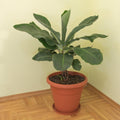 Dwarf Cavendish Banana Live Plant, Sweet Yellow Fruit Tree, 12 Inch Tall