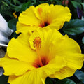 Tropical Hibiscus Plants Live Well-Rooted, Yellow Red Flowers Hibiscus Tree Live Plant for Outdoor Full Sun Spring Planting, 5-9" in Tall, Perennial Growing