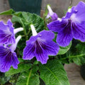 Purple Streptocarpus Plant Live, Ladyslipper Primrose Flowering Houseplant in 3.25 Inch Pot, Indoor Blooming Plants for Planting, 4-8 Inches