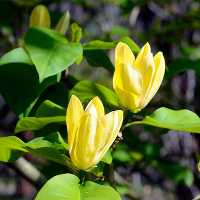 Yellow Bird Magnolia Tree Live Plant, Magnolia Tree Shrub Plant in 2.5" Pot, 6-12 Inches