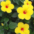 2 Red Yellow Hibiscus Plants, 3-5 Inch Tall Starter Plants - Live Hibiscus Flower Plants for Outdoor Garden, Patio, and Container Growing