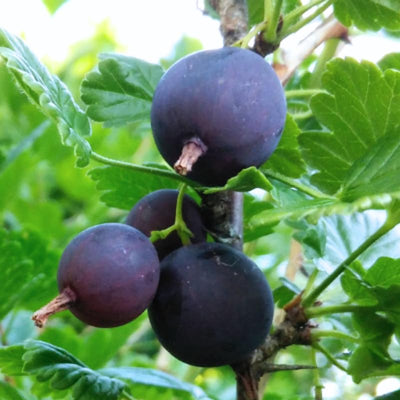 Black Velvet Gooseberry Plant Live, Black Gooseberry Bush Live Plant 5 to 9 Inch Tall, Gooseberry Fruit Tree