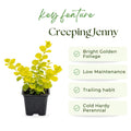 Creeping Jenny Plant Live, Golden Creeping Jenny Starter Plant in Plug, 1-3 Inc Tall, Vibrant Foliage, Indoor Outdoor Growing