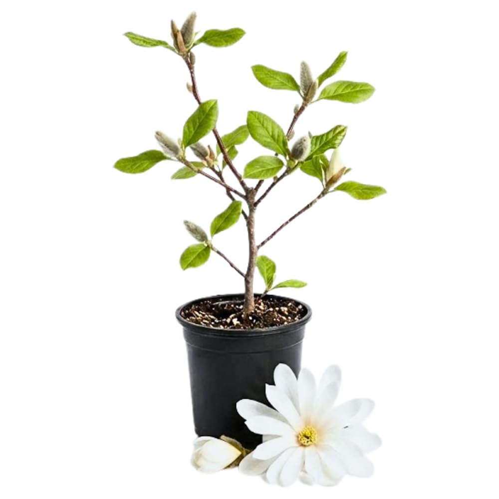 Star Magnolia Tree Live Plant, Flowering Tree, 6-12" Tall, in Pot