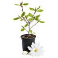 Magnolia Tree Live Plant for Planting, Magnolia Flowers Bush 6 to 12 Inches Height, in Pot, Fragrant Magnolia Shrub (Star Magnolia)