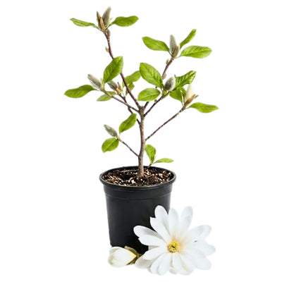 Magnolia Tree Live Plant for Planting, Magnolia Flowers Bush 6 to 12 Inches Height, in Pot, Fragrant Magnolia Shrub (Star Magnolia)