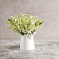 10 Lily of The Valley Plants Live, Lilies Flower Bulbs Bareroots, Perennial Flowering Plants for Outdoor Growing