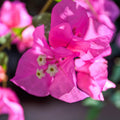 Pink Bougainvillea Plant Live Tree, 6" Tall