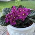 African Violet Live Plant in 4 Inch Pot, Flowering Houseplant, Easy Care Indoor Plant with Vibrant Blooms (Purple African Violet)