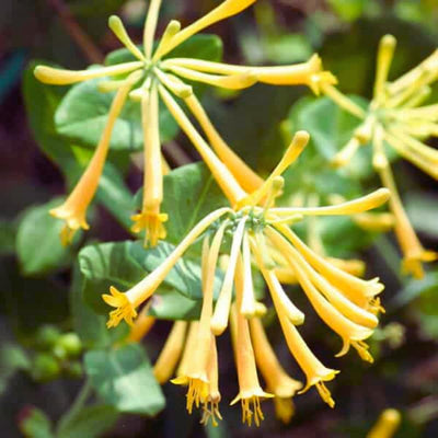 Yellow Climbing Honeysuckle Plant Live, Fragrant Honeysuckle Plants Vine Bushes in 2.5 Inch Pot