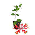 Honeysuckle Plant Live for Planting, Lonicera Honeysuckle Vine, Very Hardy, in 2.5 Inc Pot, Fragrant Red Bloom