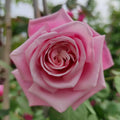 Pink Climbing Rose Live Plant, Can Grow As Rose Bushes Shrubs, Fragrant Ready to Plant, Starter Size, 5 to 10 Inc Tall, Dormant in Winter