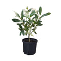 Bay Leaf Plant Live, Bay Laurel Tree Live Plants, 1 Year Old, 4" Pot, Sweet Bay Laurus Nobilis Live Plant for Planting Indoor Outdoor Garden