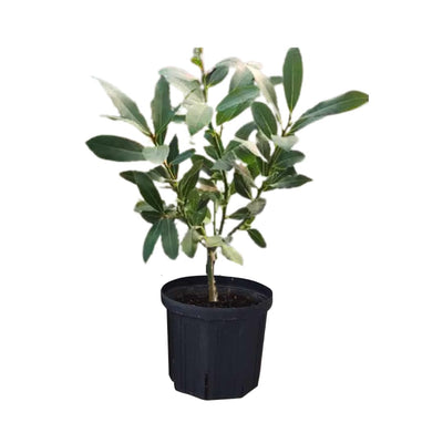 Bay Leaf Plant Live, Bay Laurel Tree Live Plants, 1 Year Old, 4" Pot, Sweet Bay Laurus Nobilis Live Plant for Planting Indoor Outdoor Garden