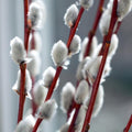 10 Pussy Willow Cuttings 8-12 Inches Height, Willow Plant Live for Planting Your Garden
