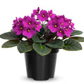 African Violet Live Plant in 4 Inch Pot, Flowering Houseplant, Easy Care Indoor Plant with Vibrant Blooms (Bright African Violet)