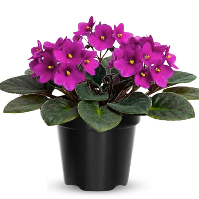 African Violet Live Plant in 4 Inch Pot, Flowering Houseplant, Easy Care Indoor Plant with Vibrant Blooms (Bright African Violet)