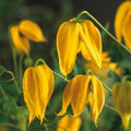 20 Yellow Clematis Seeds for Planting, Love Clematis Vine Seeds Clematis Flowers, Clematis Seeds Perennial