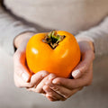 Persimmon Tree Seedling, Fruit Tree, 1-2 Ft Tall