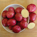 Red Potato Seeds for Planting Outdoors, 60 Seeds True Potato Seeds Growing Potato Seeds