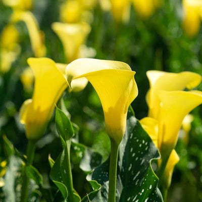 Yellow Calla Lily Bulb, Calla Lily Plant Live Bulb, Calla Lily Bulb for Planting Outdoors, Giant Calla Lily Bulb to Grow