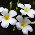 White Plumeria Plant Live, Plumeria Fragrant Flower Plant, 4 Inc Potted